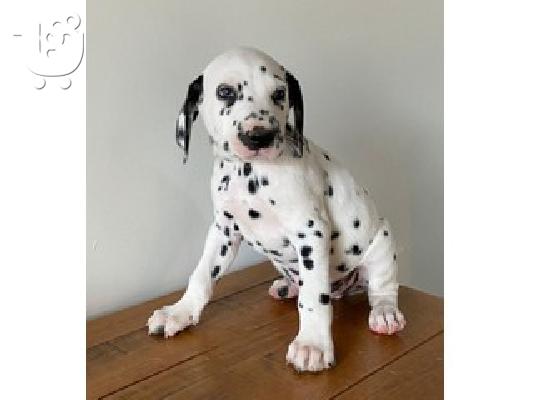 PoulaTo: Dalmatian puppies