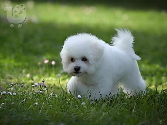 Bichon Frize αρσενικό κουτάβι