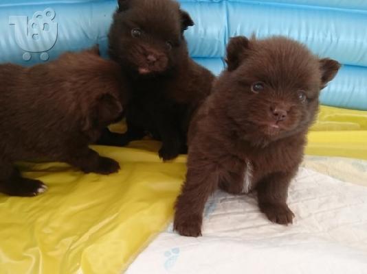 X μάζα τσαγιού Pomeranian κουτάβια