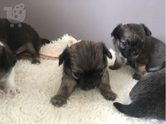 Όμορφη γενεαλογία Chihuahuas