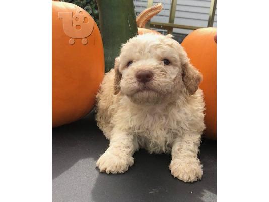 Lagotto Romagnolo