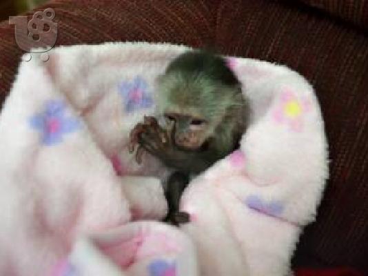 PoulaTo: Pygmy Marmoset Monkey Διαθέσιμο