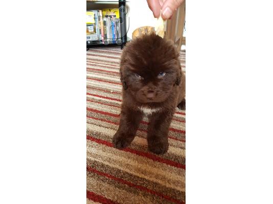 Σκουπίδια από τέσσερα μεγάλα κουτάβια Newfoundlands κουτάβια...