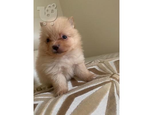 X μάζα τσαγιού Pomeranian κουτάβια