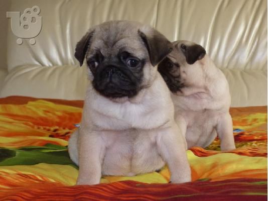PoulaTo: γλυκά κουτάβια Pug προς πώληση