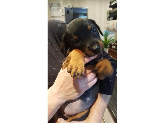 PoulaTo: καταχωρημένο κουτάβι rottweiller