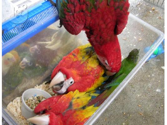 PoulaTo: κόκκινο παπαγάλο macaw για € 200