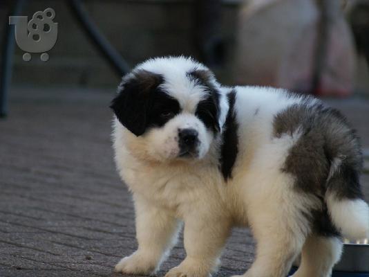 Kc εγγεγραμμένα ποιοτικά χοντρά κουτάβια Saint Bernard