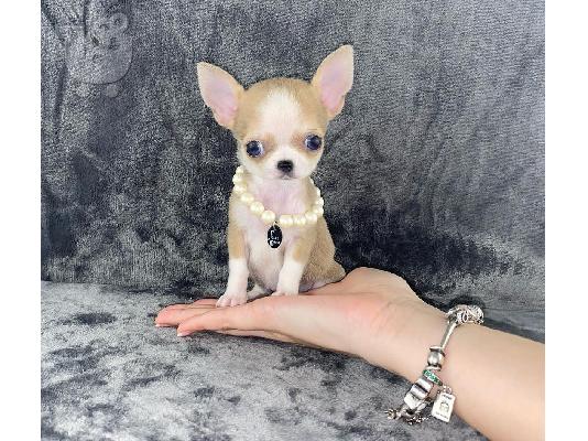 Όμορφα κουτάβια chihuahua