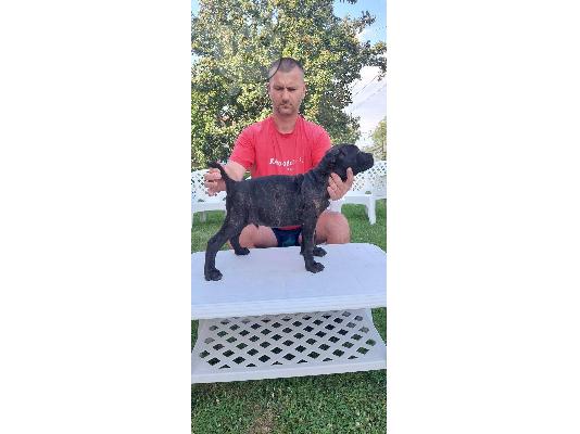 Cane Corso κουτάβια προς πώληση