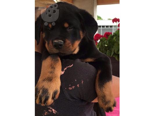 PoulaTo: Προσιτά κουτάβια Rottweiler