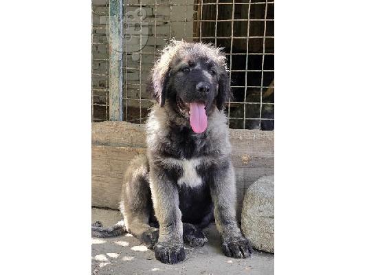 PoulaTo: Κουτάβια Caucasian Shepherd κορυφαίας ποιότητας