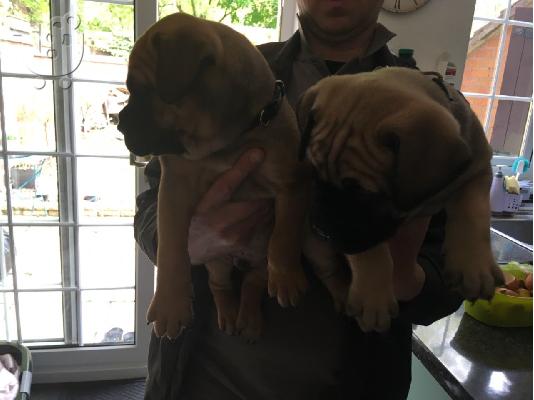 Chubby Bullmastiff κουτάβια