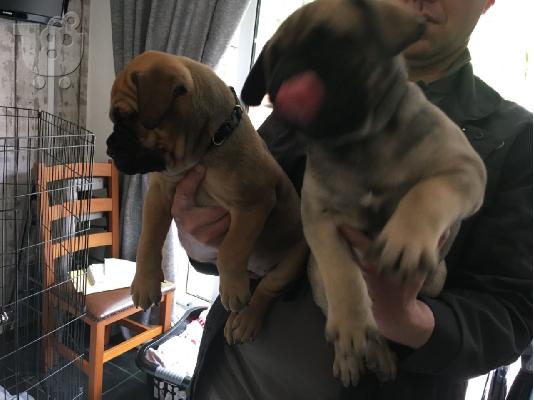 Chubby Bullmastiff κουτάβια