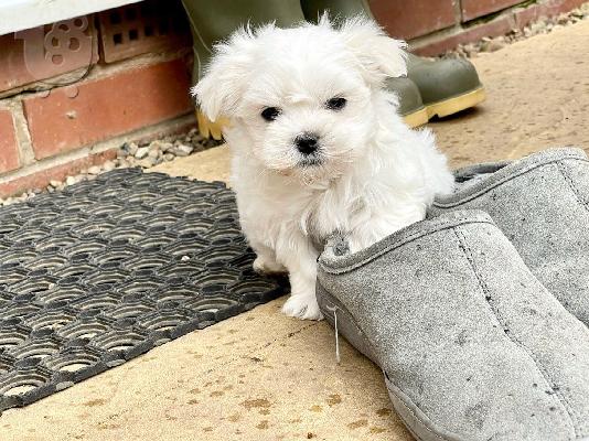 PoulaTo: Maltese mini