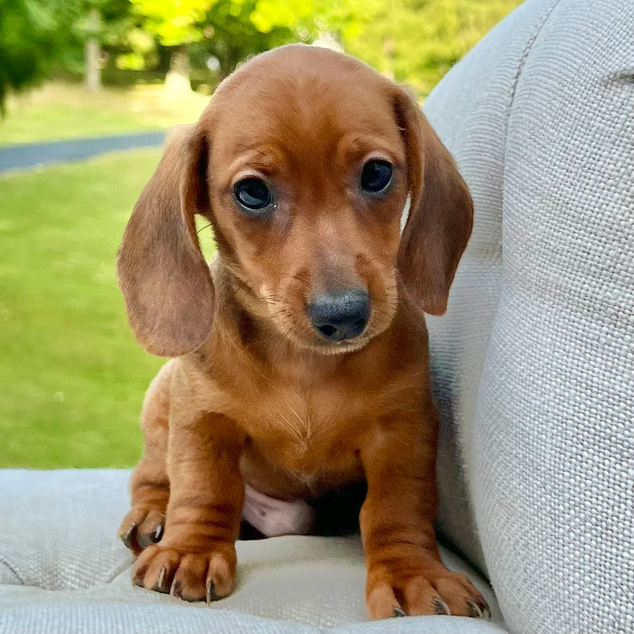 PoulaTo: Dachshund - Ντάτσχουντ