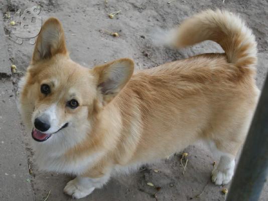 Pembroke Welsh Corgi