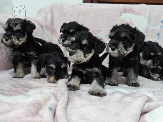 PoulaTo: Μινιατούρα Schnauzer