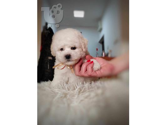 PoulaTo: Bichon Frize κουτάβι προς πώληση