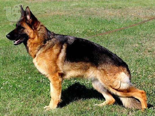 German Shepherd καθαροαιμα -Θεσσαλονικη- 6979314054