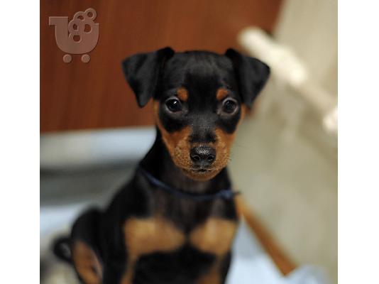 Χαριτωμένο και αξιολάτρευτο Mini Pinscher