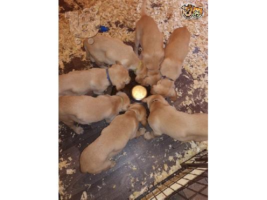 PoulaTo: Τα κουτάβια Labradol είναι διαθέσιμα για rehome