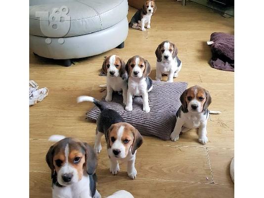 PoulaTo: Αξιολάτρευτο κουτάβι Beagle προς πώληση