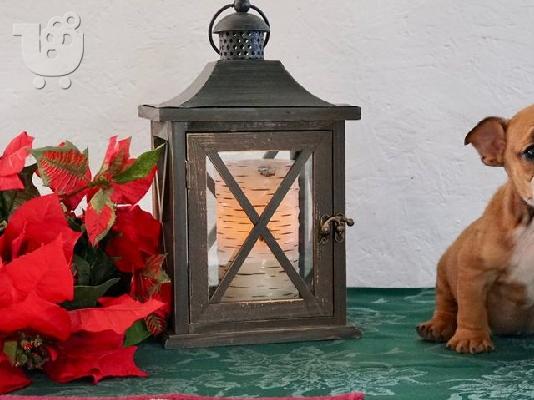 English Bull Dog