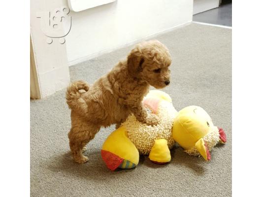Όμορφα κουτάβια POODLE προς πώληση