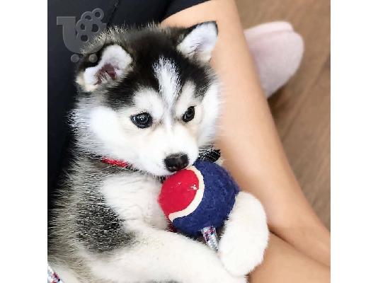 αγαπώντας το Siberian Husky έτοιμο για υιοθεσία.