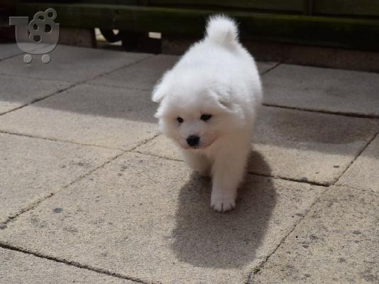 Πωλούνται κουτάβια Samoyed Nice.