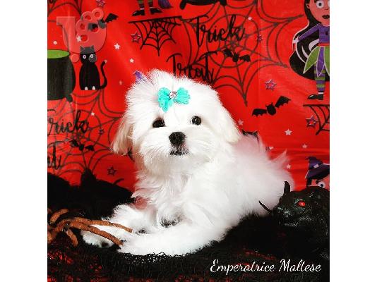 PoulaTo: Δύο κουτάβια Top Class Maltese Available;