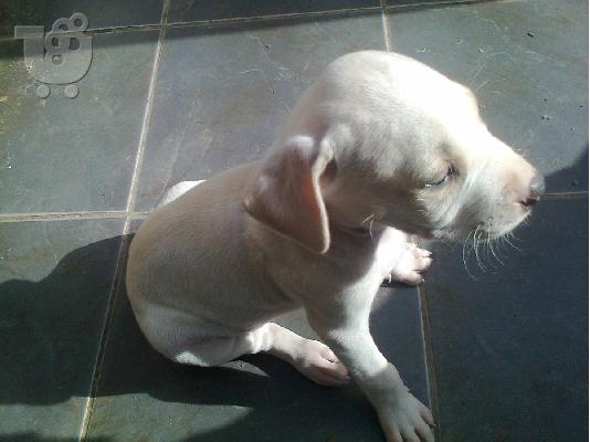 Πωλούνται καθαρόαιμα Pit bull