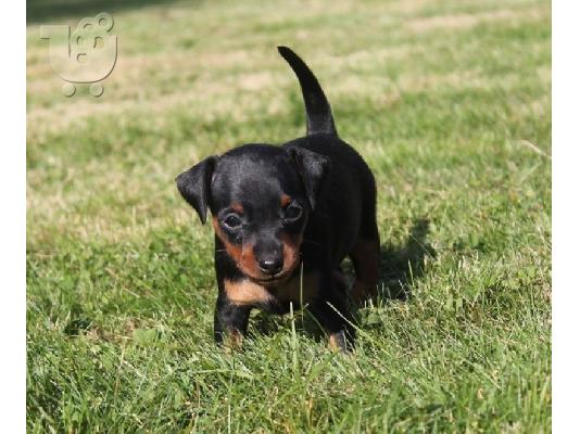 PoulaTo: Μικροστοιχεία Pinscher κουτάβια.