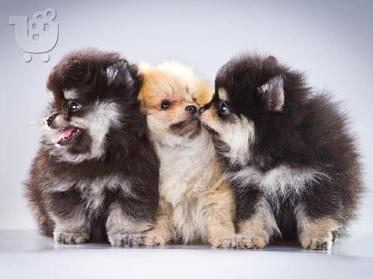 PoulaTo: λευκό μίνι πομεράνια  /  pomeranian mini