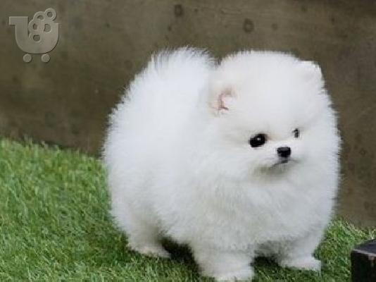 PoulaTo: Αξιολάτρευτο Pomeranian Puppies γενεαλογικό