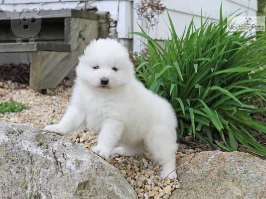 PoulaTo: Πωλούνται όμορφα κουτάβια Samoyed.