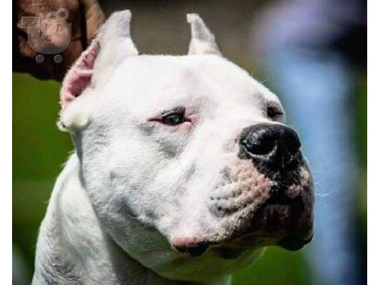 Κουτάβια Dogo Argentino