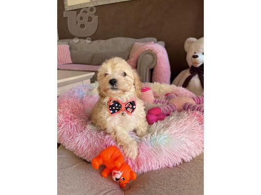 PoulaTo: Maltipoo κουτάβια