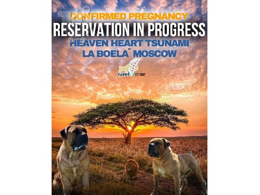 PoulaTo: Νοτιοαφρικανικό Mastiff - Boerboel κουτάβια