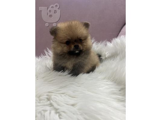 Pomeranian BOO κουτάβια
