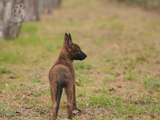 Dutch Shepherd κουτάβια προς πώληση