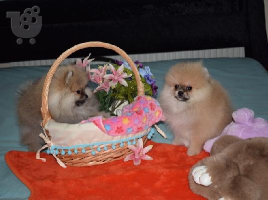 PoulaTo: Χαριτωμένο Pomeranian Puppies γενεαλογικό