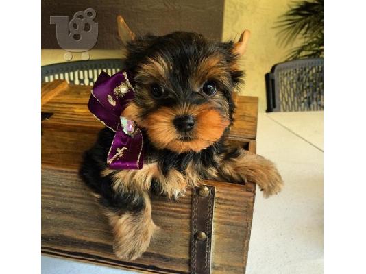 Το σπίτι έθεσε κουτάβια yorkie για τα Χριστούγεννα