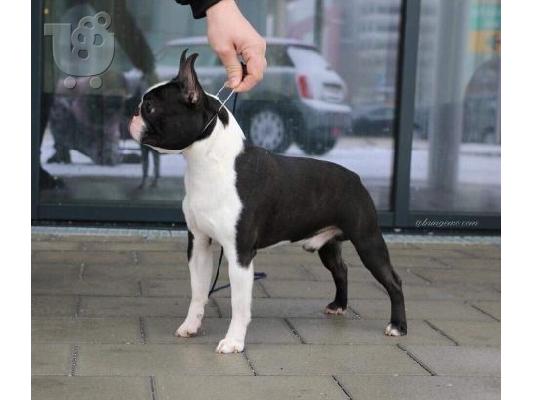 Boston terrier - Τεριέ Βοστόνης