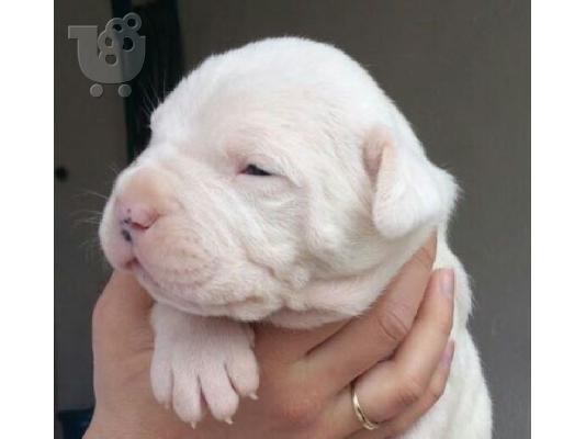 Dogo Argentino