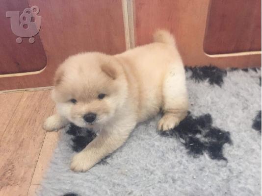 Όμορφη Chow Chow Χρειάζεται νέο σπίτι