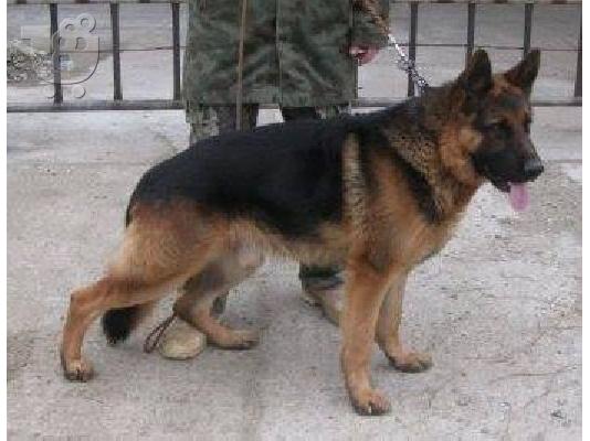 German Shepherd Καθαροαιμα κουτάβια ευκαιρία ΚΡΗΤΗ 6988190151...