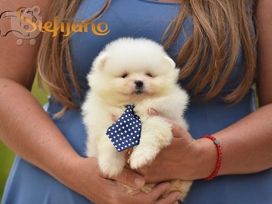 PoulaTo: Pomeranian Boo. Κουτάβι φλιτζάνι τσαγιού