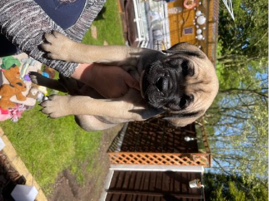 Chubby Bullmastiff κουτάβια